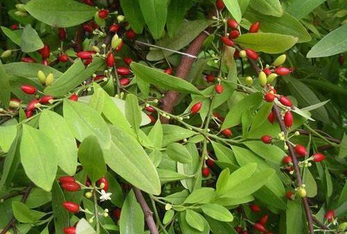 coca-seeds-erythroxylum-novogranatense-cocaine-1.jpg coca-seeds-erythroxylum-novogranatense-cocaine-1.jpg