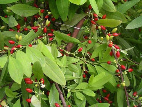 coca-seeds-erythroxylum-novogranatense-cocaine-1.jpg