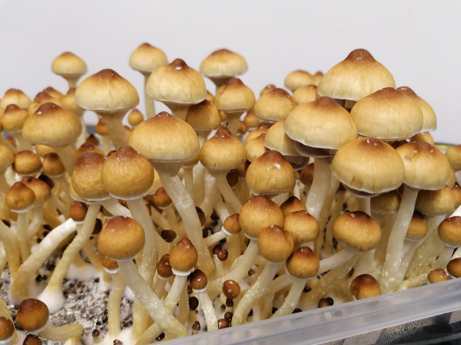 African transkei shrooms