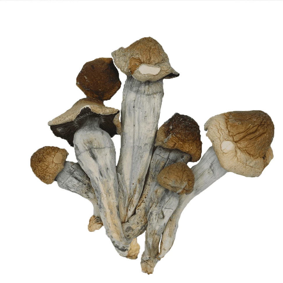 Penis envy shrooms
